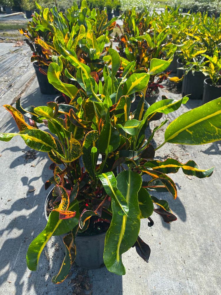 codiaeum-variegatum-mammey-croton