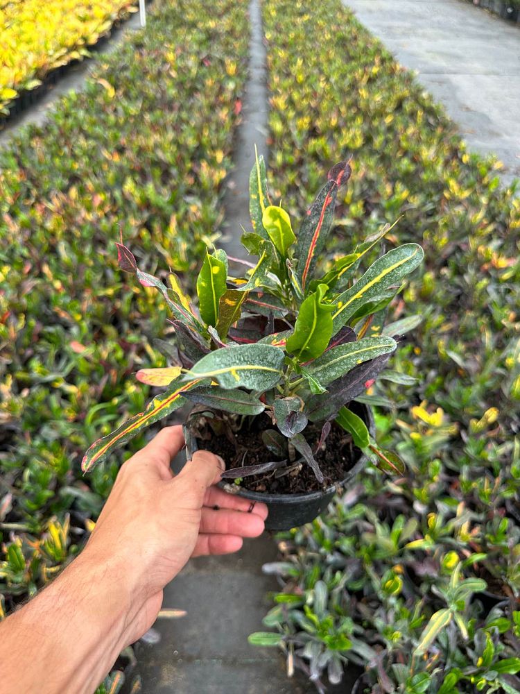 codiaeum-variegatum-mammey-croton