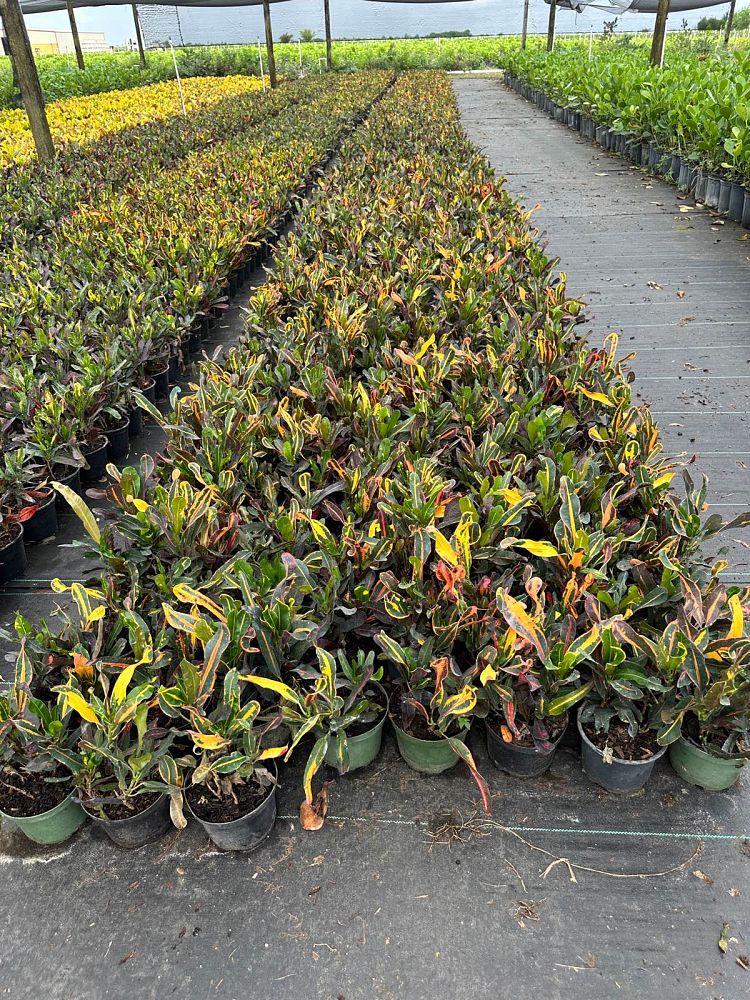 codiaeum-variegatum-mammey-croton