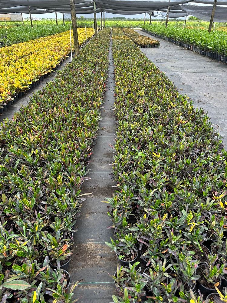 codiaeum-variegatum-mammey-croton