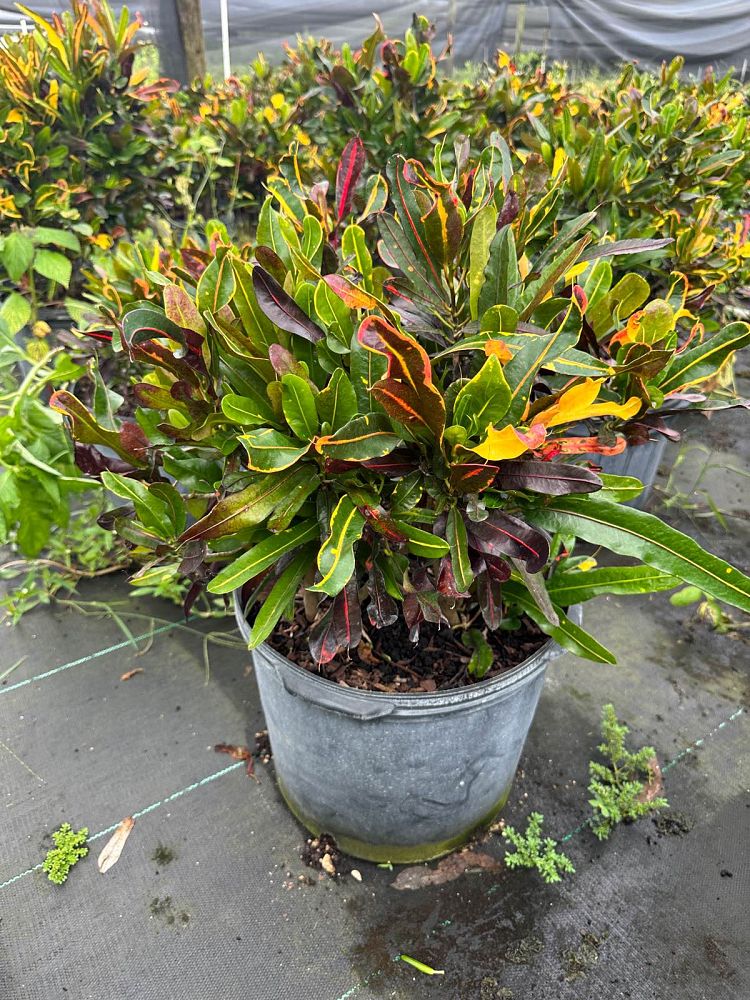 codiaeum-variegatum-mammey-croton