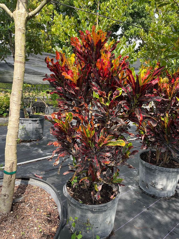 codiaeum-variegatum-mammey-croton