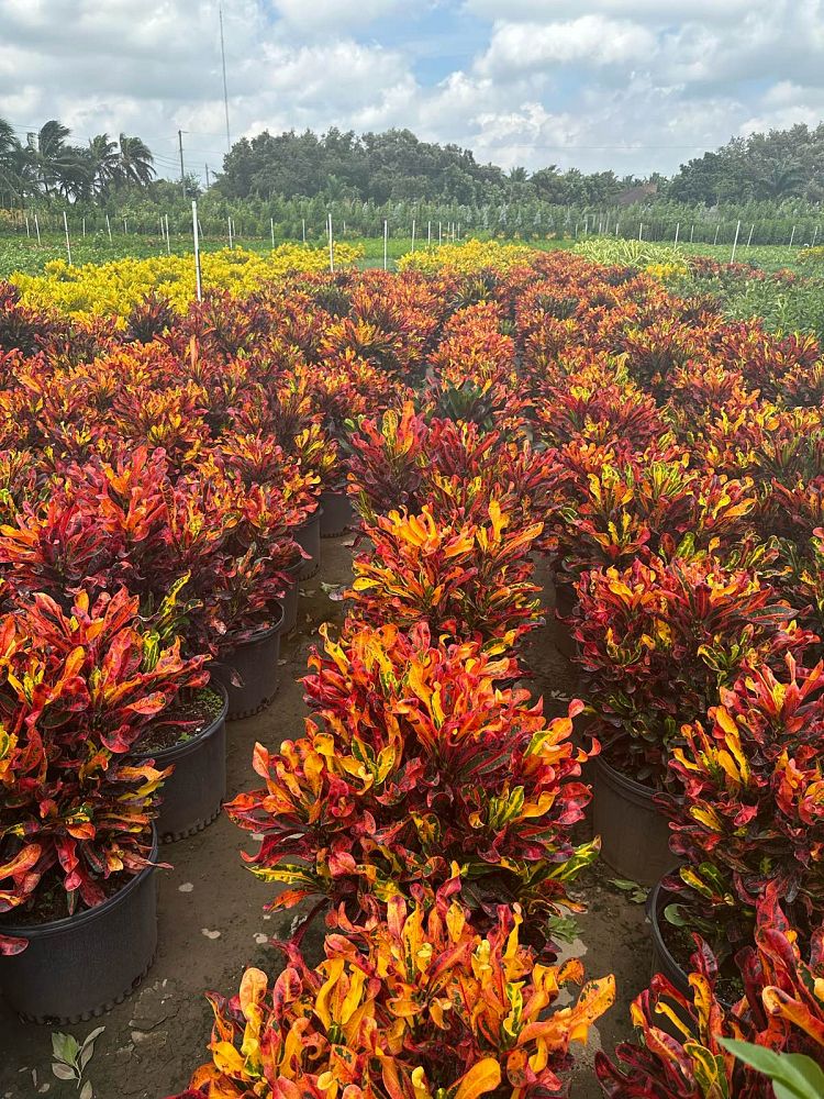 codiaeum-variegatum-mammey-croton
