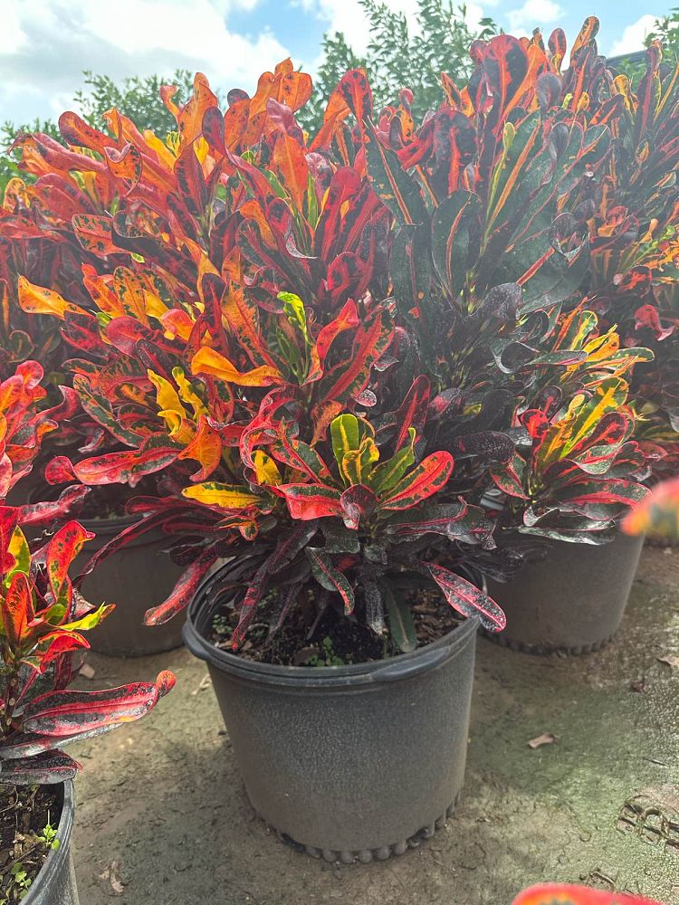 codiaeum-variegatum-mammey-croton