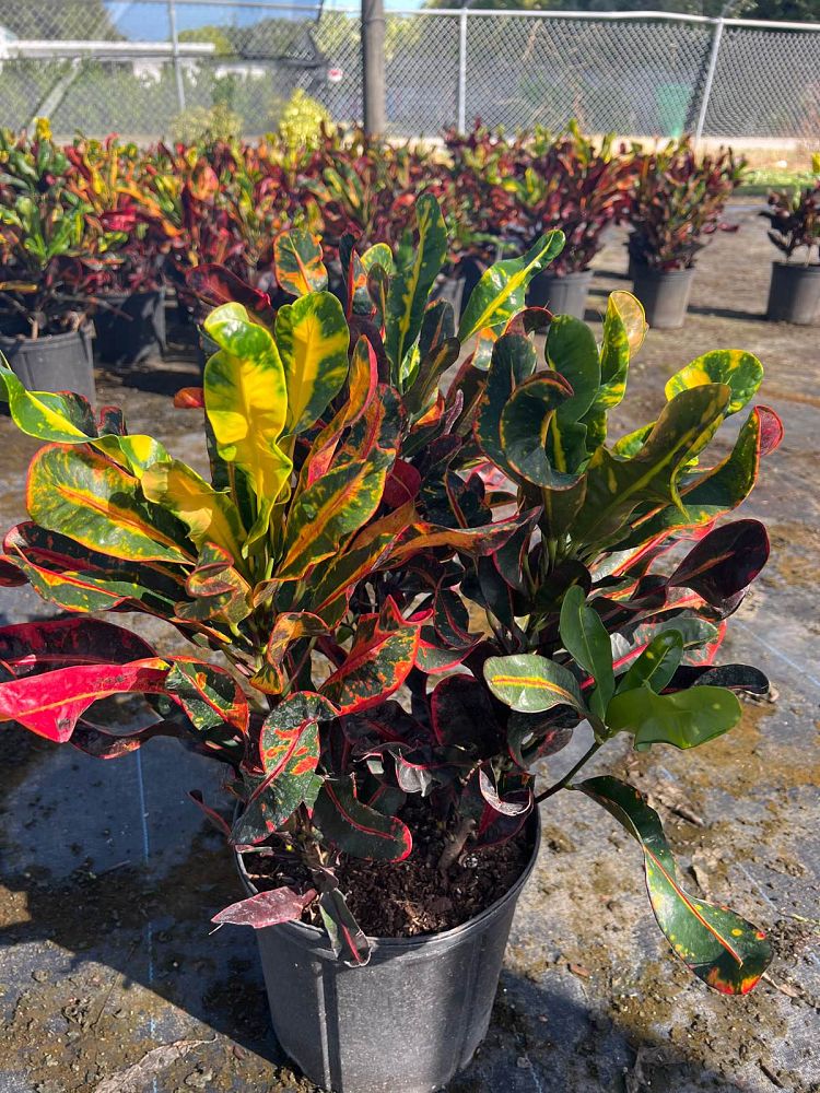 codiaeum-variegatum-mammey-croton