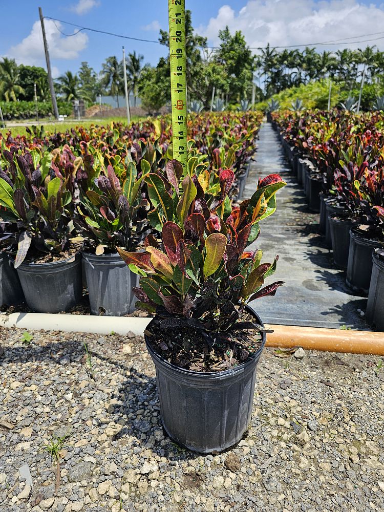 codiaeum-variegatum-mammey-croton