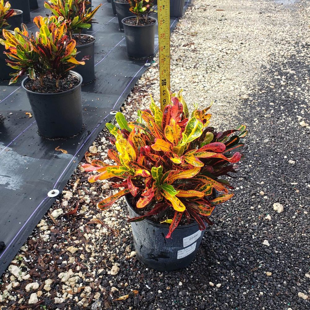 codiaeum-variegatum-mammey-croton