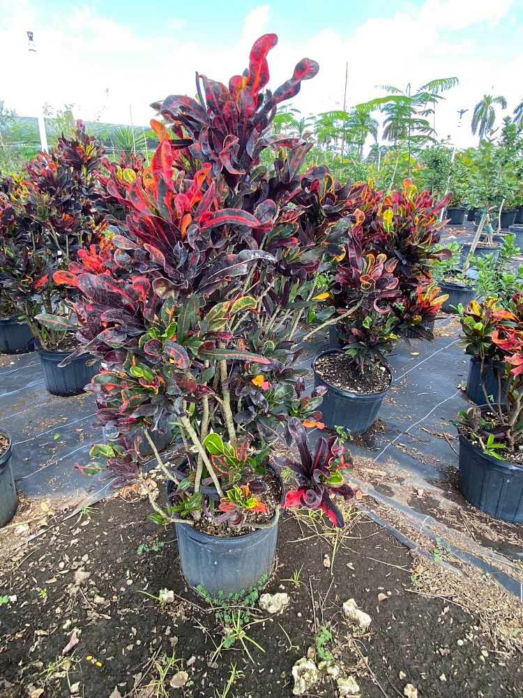 codiaeum-variegatum-mammey-croton