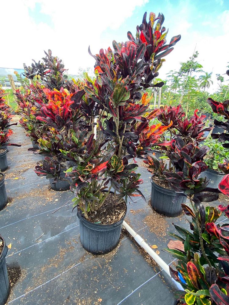 codiaeum-variegatum-mammey-croton
