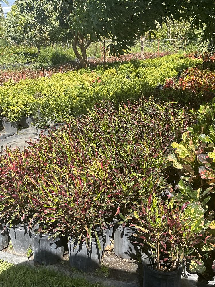 codiaeum-variegatum-mammey-croton
