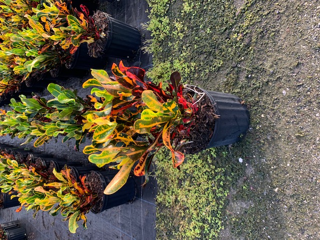 codiaeum-variegatum-mammey-croton