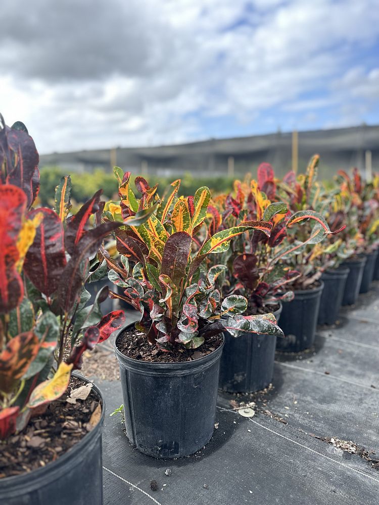 codiaeum-variegatum-mammey-croton