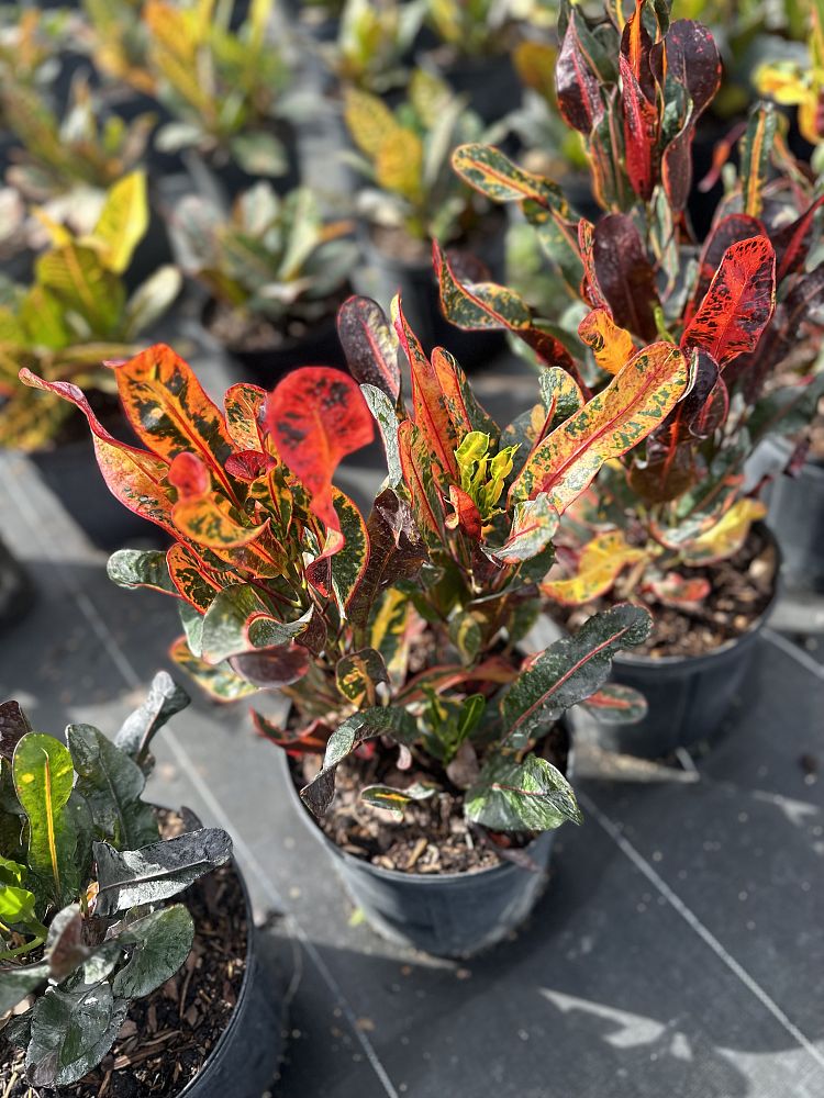 codiaeum-variegatum-mammey-croton