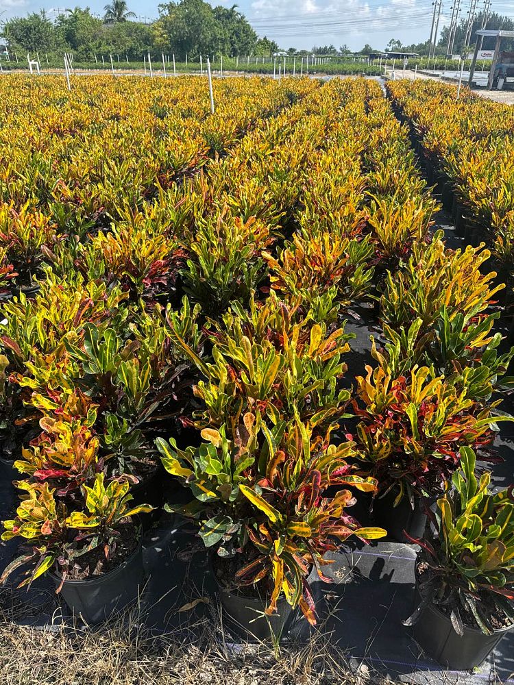 codiaeum-variegatum-mammey-croton