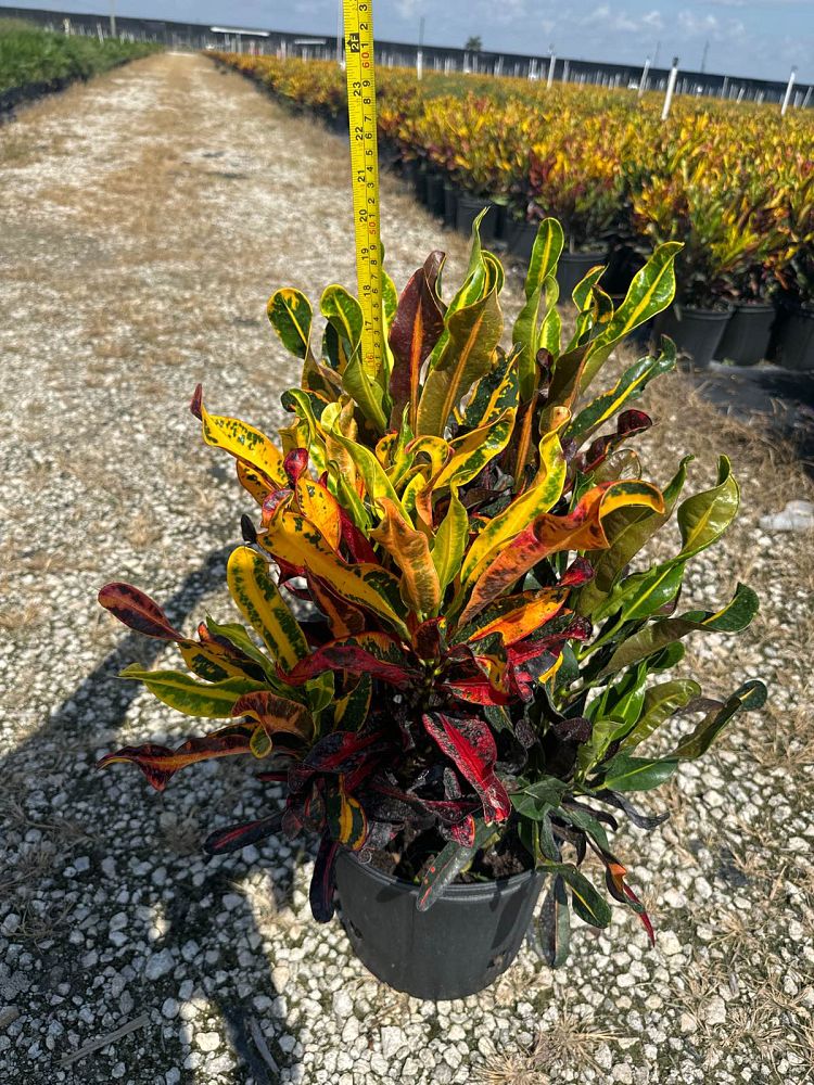 codiaeum-variegatum-mammey-croton