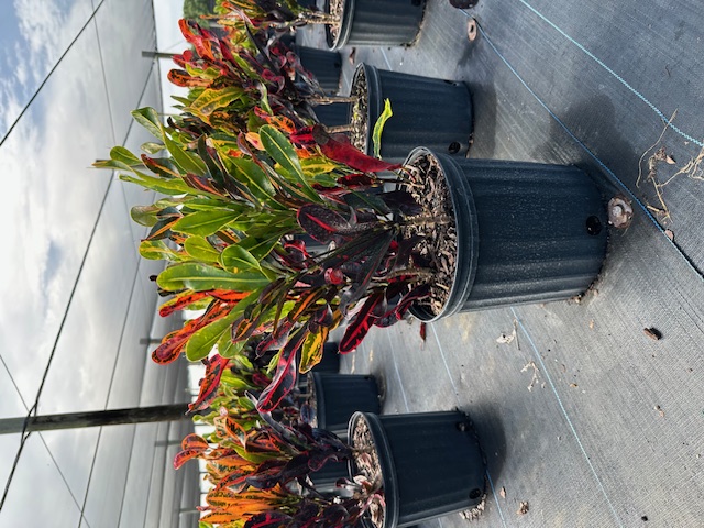 codiaeum-variegatum-mammey-croton