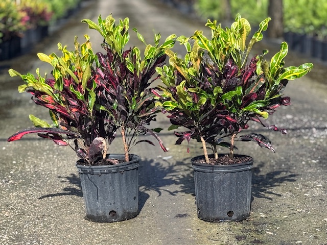codiaeum-variegatum-mammey-croton