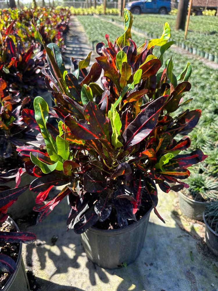 codiaeum-variegatum-mammey-croton