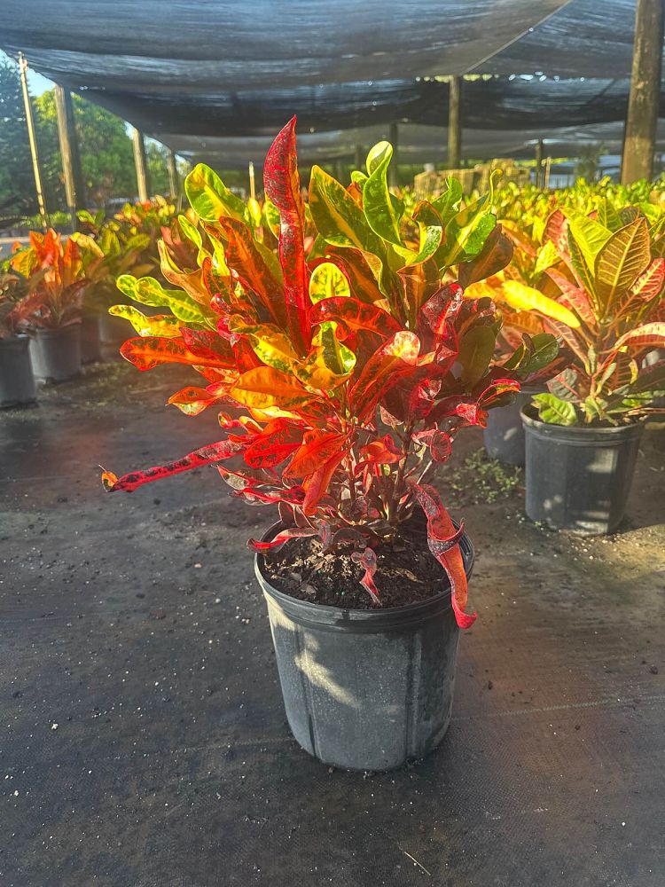 codiaeum-variegatum-mammey-croton