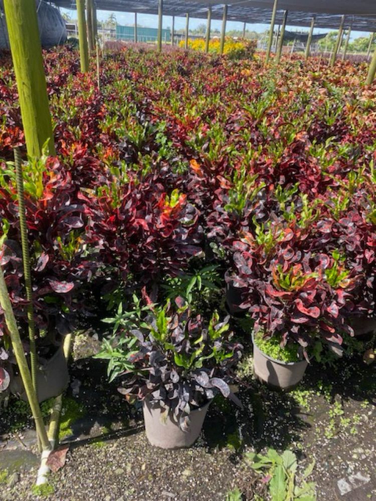 codiaeum-variegatum-mammey-croton