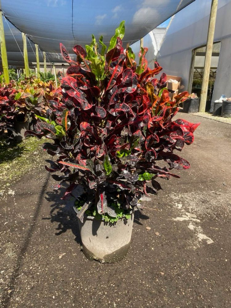 codiaeum-variegatum-mammey-croton
