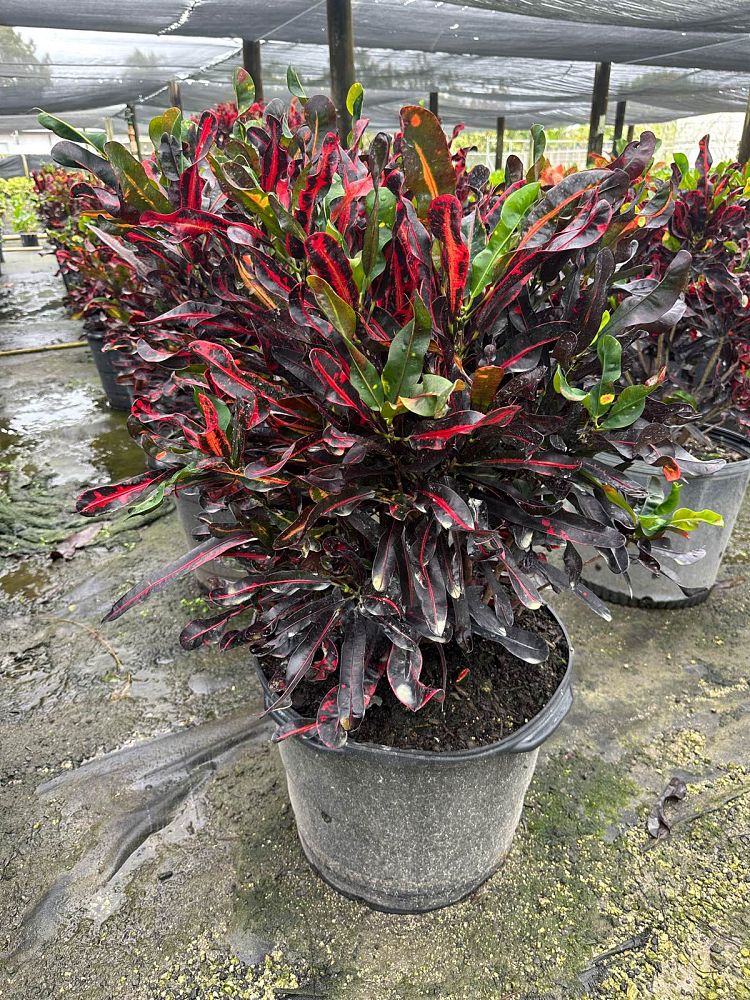 codiaeum-variegatum-mammey-croton