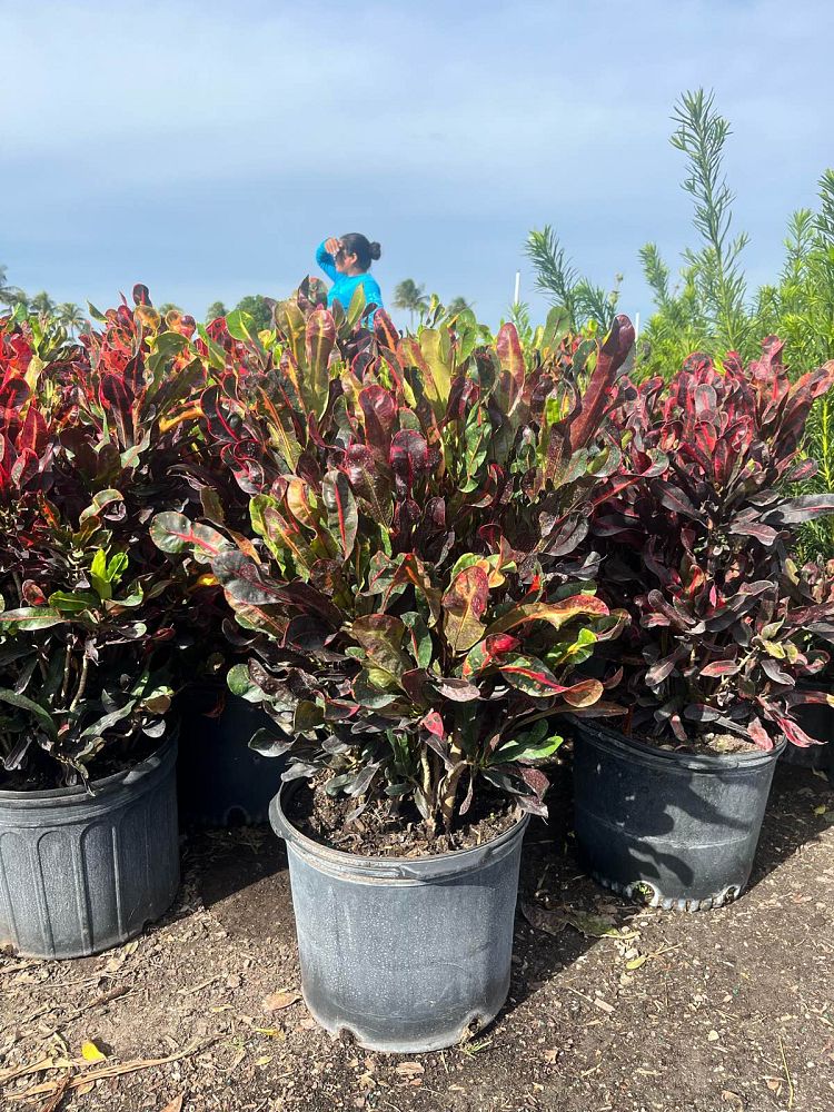 codiaeum-variegatum-mammey-croton