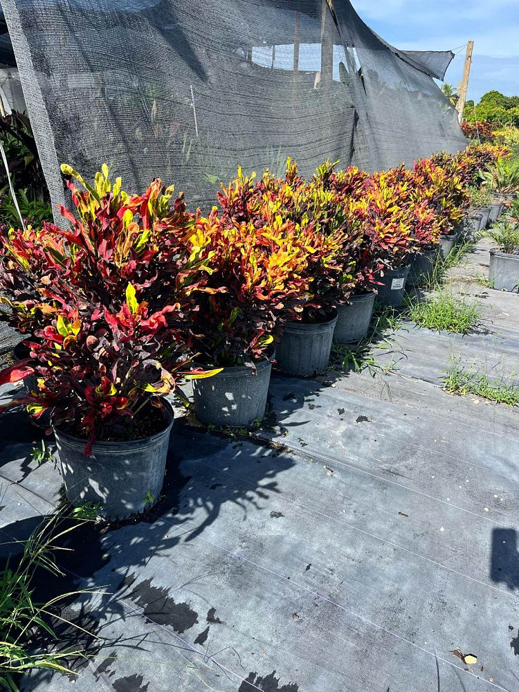 codiaeum-variegatum-mammey-croton