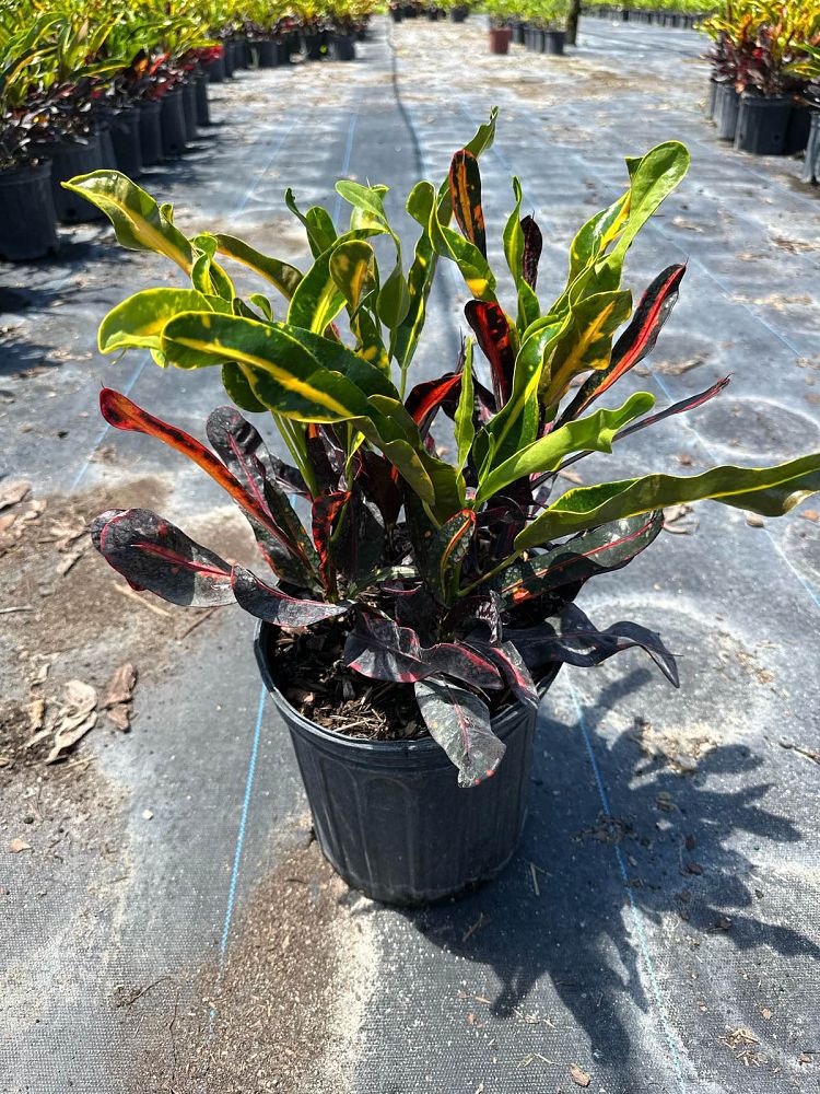 codiaeum-variegatum-mammey-croton