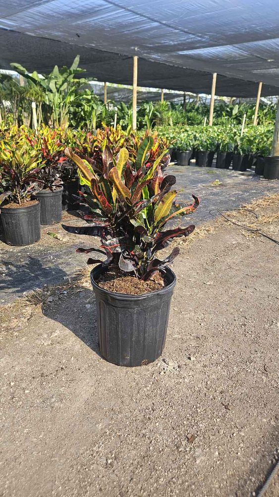 codiaeum-variegatum-mammey-croton