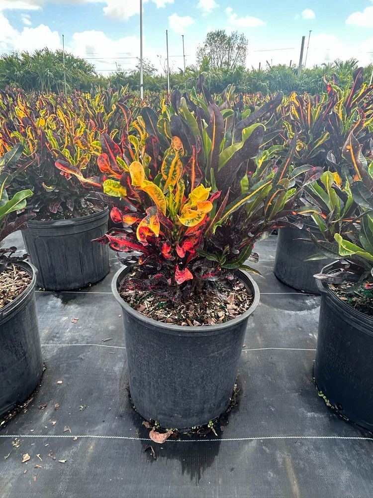 codiaeum-variegatum-mammey-croton