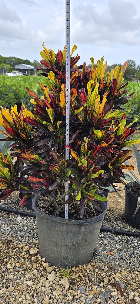 codiaeum-variegatum-mammey-croton