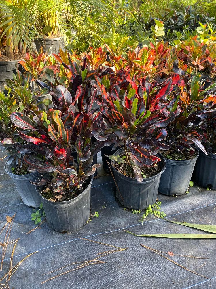 codiaeum-variegatum-mammey-croton