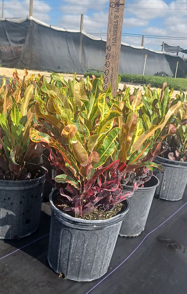codiaeum-variegatum-mammey-croton
