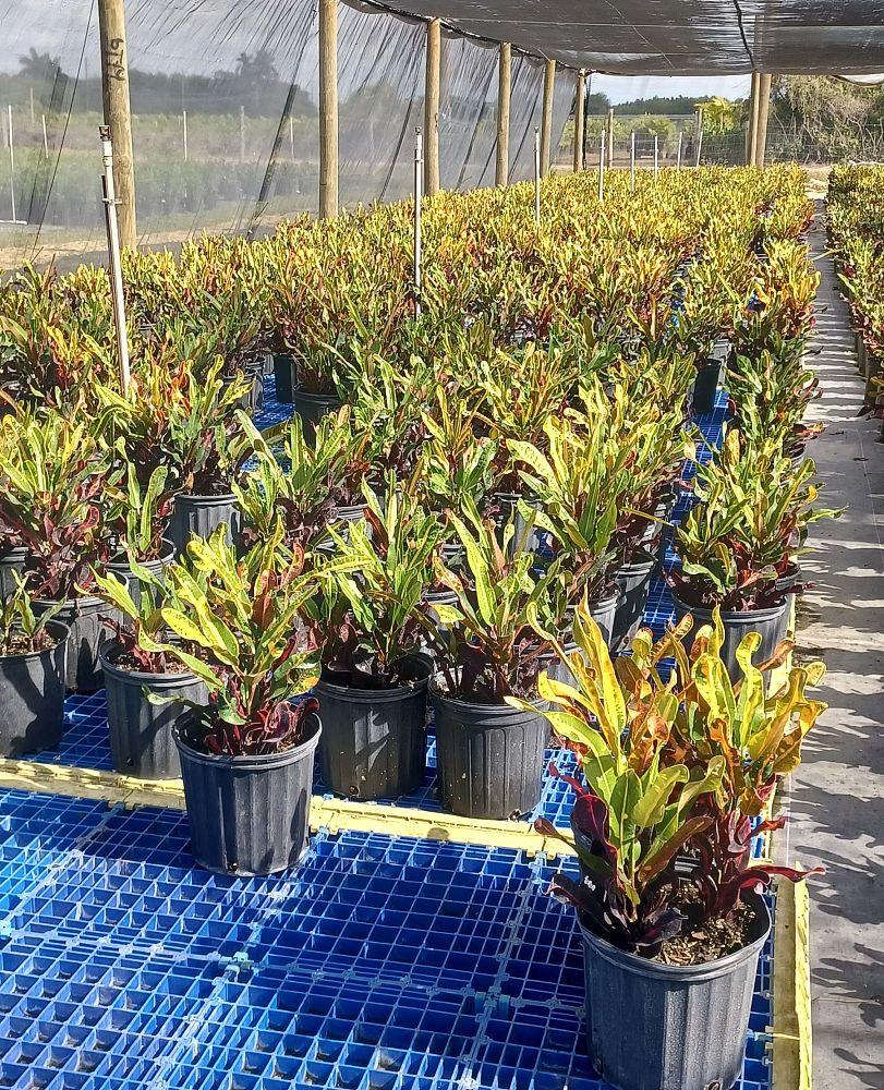 codiaeum-variegatum-mammey-croton