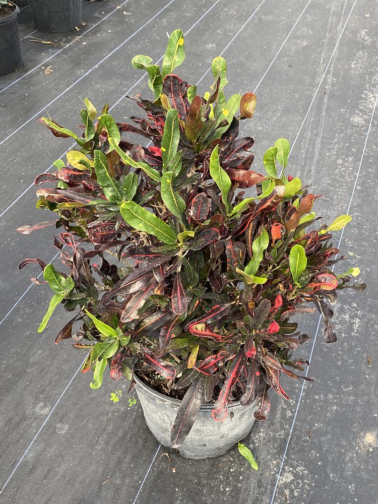codiaeum-variegatum-mammey-croton
