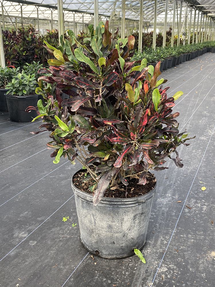 codiaeum-variegatum-mammey-croton