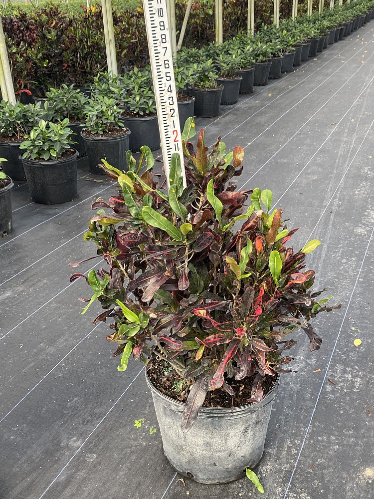 codiaeum-variegatum-mammey-croton