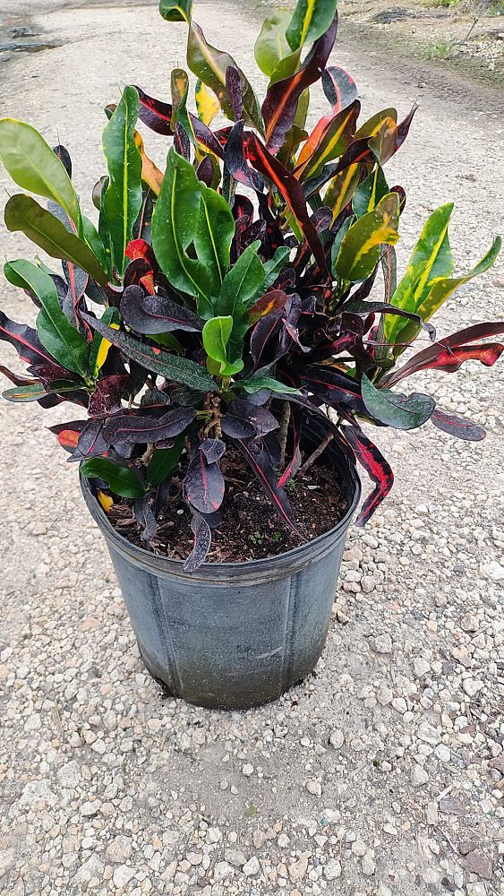 codiaeum-variegatum-mammey-croton