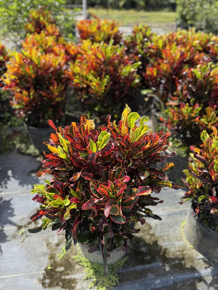 codiaeum-variegatum-mammey-croton