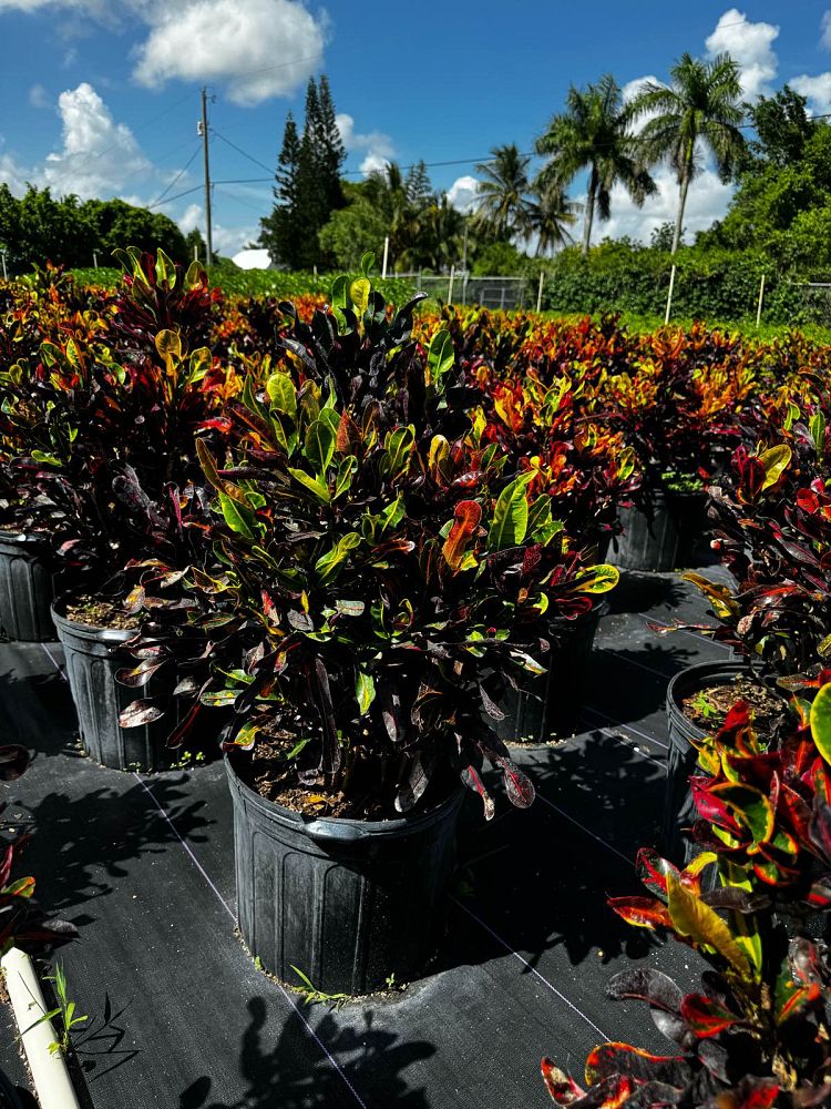 codiaeum-variegatum-mammey-croton