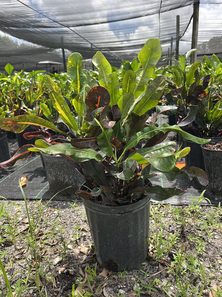 codiaeum-variegatum-mammey-croton
