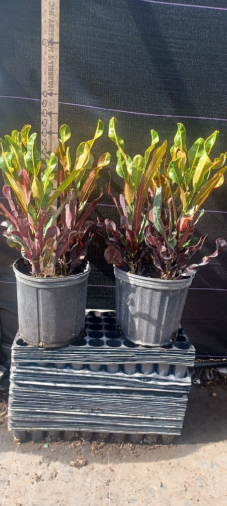 codiaeum-variegatum-mammey-croton