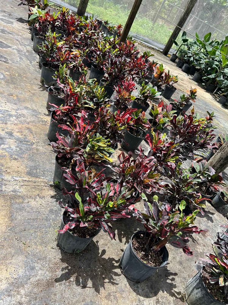 codiaeum-variegatum-mammey-croton