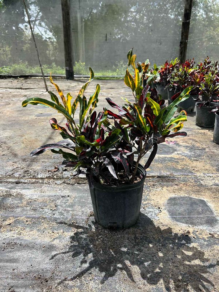 codiaeum-variegatum-mammey-croton