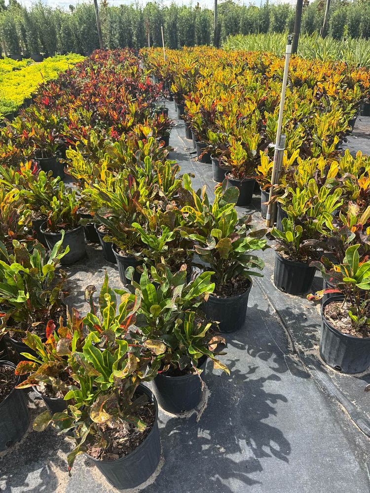 codiaeum-variegatum-mammey-croton