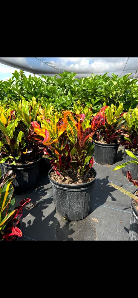 codiaeum-variegatum-mammey-croton