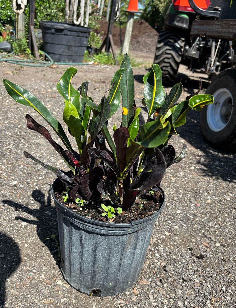 codiaeum-variegatum-mammey-croton