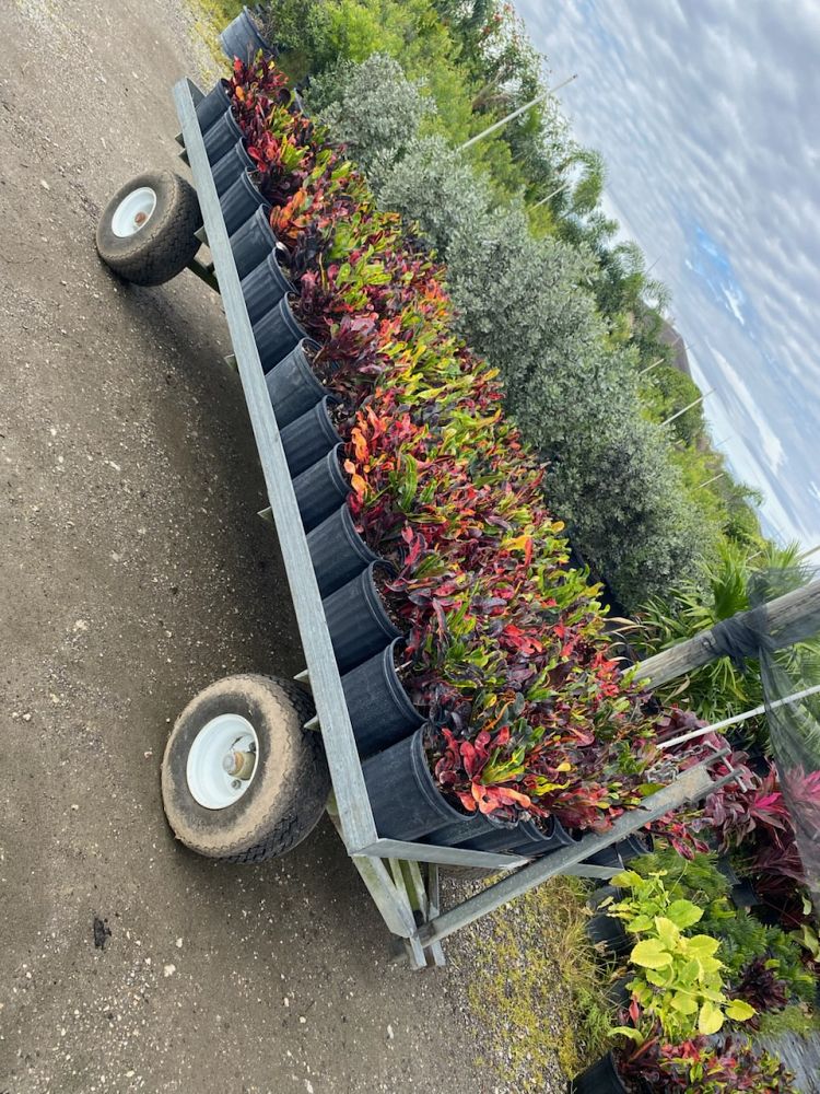 codiaeum-variegatum-mammey-croton