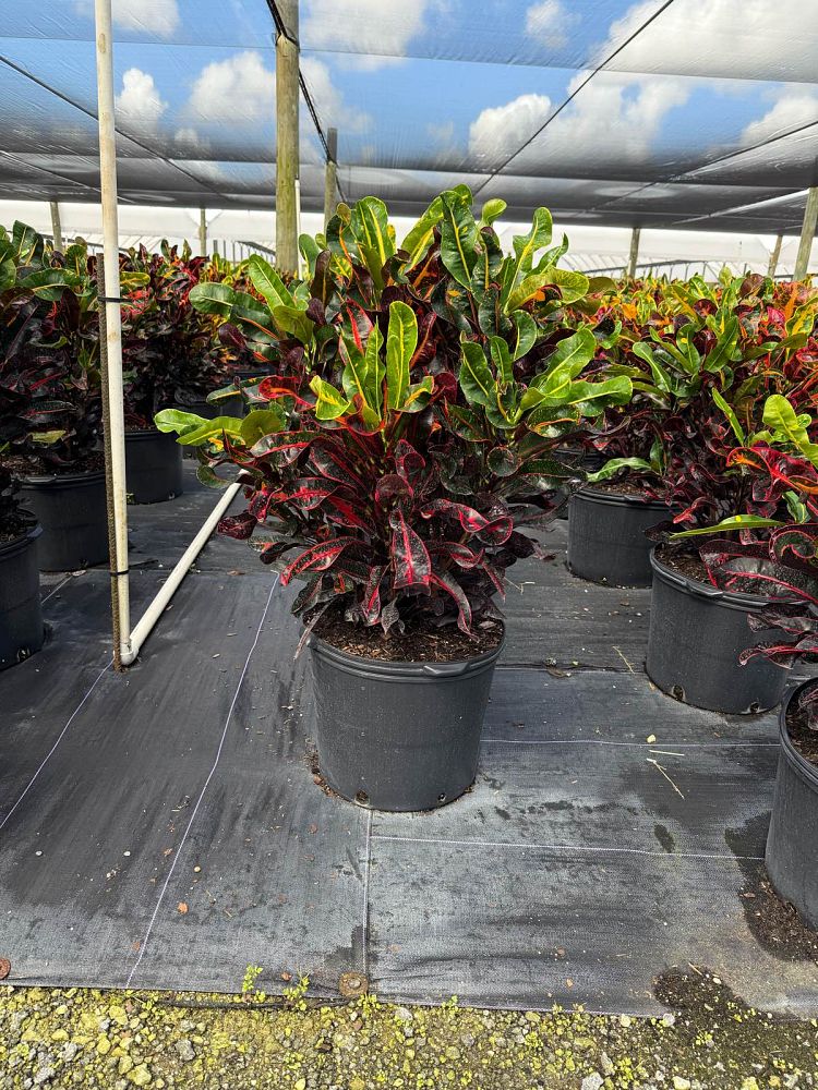 codiaeum-variegatum-mammey-croton